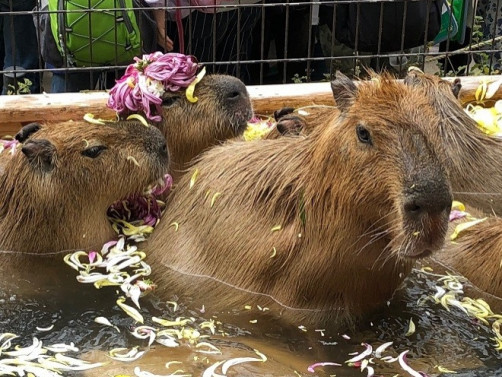 CCBY須坂市動物園